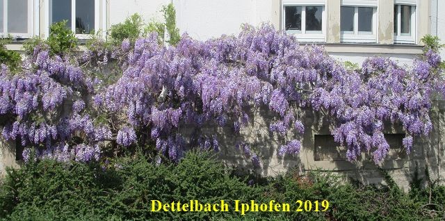 2019 Dettelbach (1).JPG
